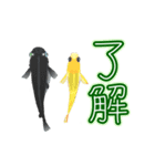動くメダカ4（個別スタンプ：20）