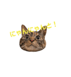 catchocolate-maron（個別スタンプ：1）