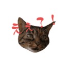 catchocolate-maron（個別スタンプ：2）