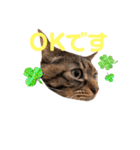 catchocolate-maron（個別スタンプ：3）