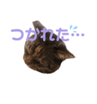 catchocolate-maron（個別スタンプ：4）