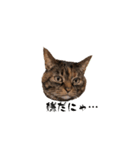catchocolate-maron（個別スタンプ：5）