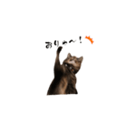 catchocolate-maron（個別スタンプ：6）