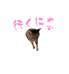 catchocolate-maron（個別スタンプ：7）