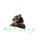 catchocolate-maron（個別スタンプ：8）