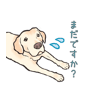 ラブラドール ちろん君の日常スタンプ（個別スタンプ：7）