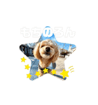 うごく ちわぷー 5（個別スタンプ：10）