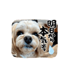 うごく ちわぷー 5（個別スタンプ：12）