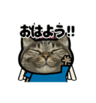 動くキジトラ猫5（個別スタンプ：1）