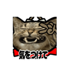 動くキジトラ猫5（個別スタンプ：4）