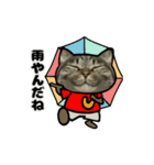 動くキジトラ猫5（個別スタンプ：12）