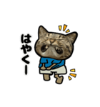 動くキジトラ猫5（個別スタンプ：24）