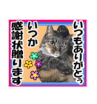 リアルキジトラ❤笑える猫写真14（個別スタンプ：1）