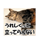 リアルキジトラ❤笑える猫写真14（個別スタンプ：2）