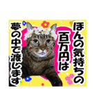 リアルキジトラ❤笑える猫写真14（個別スタンプ：3）