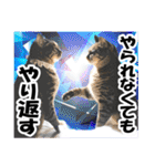リアルキジトラ❤笑える猫写真14（個別スタンプ：5）