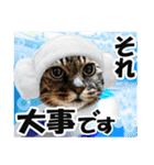 リアルキジトラ❤笑える猫写真14（個別スタンプ：6）