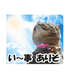 リアルキジトラ❤笑える猫写真14（個別スタンプ：7）