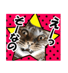 リアルキジトラ❤笑える猫写真14（個別スタンプ：8）