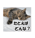 リアルキジトラ❤笑える猫写真14（個別スタンプ：9）