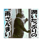 リアルキジトラ❤笑える猫写真14（個別スタンプ：11）