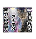 リアルキジトラ❤笑える猫写真14（個別スタンプ：12）