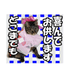 リアルキジトラ❤笑える猫写真14（個別スタンプ：13）