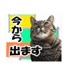 リアルキジトラ❤笑える猫写真14（個別スタンプ：14）