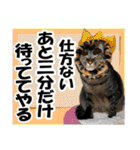 リアルキジトラ❤笑える猫写真14（個別スタンプ：15）