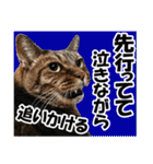 リアルキジトラ❤笑える猫写真14（個別スタンプ：16）