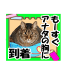 リアルキジトラ❤笑える猫写真14（個別スタンプ：17）