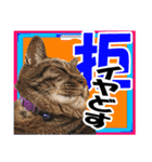 リアルキジトラ❤笑える猫写真14（個別スタンプ：18）