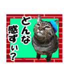 リアルキジトラ❤笑える猫写真14（個別スタンプ：19）