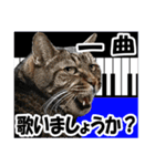 リアルキジトラ❤笑える猫写真14（個別スタンプ：20）