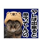 リアルキジトラ❤笑える猫写真14（個別スタンプ：22）