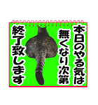 リアルキジトラ❤笑える猫写真14（個別スタンプ：23）