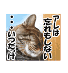 リアルキジトラ❤笑える猫写真14（個別スタンプ：24）