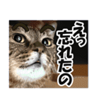 リアルキジトラ❤笑える猫写真14（個別スタンプ：25）