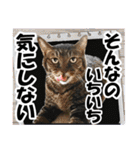 リアルキジトラ❤笑える猫写真14（個別スタンプ：26）