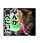 リアルキジトラ❤笑える猫写真14（個別スタンプ：27）