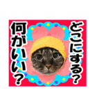 リアルキジトラ❤笑える猫写真14（個別スタンプ：28）