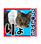 リアルキジトラ❤笑える猫写真14（個別スタンプ：30）