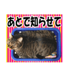 リアルキジトラ❤笑える猫写真14（個別スタンプ：32）