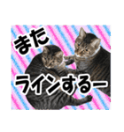 リアルキジトラ❤笑える猫写真14（個別スタンプ：33）
