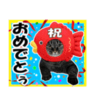 リアルキジトラ❤笑える猫写真14（個別スタンプ：34）