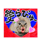 リアルキジトラ❤笑える猫写真14（個別スタンプ：35）