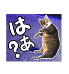 リアルキジトラ❤笑える猫写真14（個別スタンプ：36）