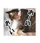 リアルキジトラ❤笑える猫写真14（個別スタンプ：37）