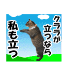 リアルキジトラ❤笑える猫写真14（個別スタンプ：38）
