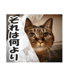 リアルキジトラ❤笑える猫写真14（個別スタンプ：39）